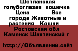 Шотланская голубоглазая  кошечка › Цена ­ 5 000 - Все города Животные и растения » Кошки   . Ростовская обл.,Каменск-Шахтинский г.